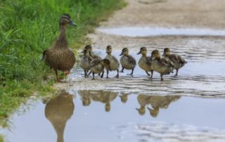 Duck and ducklings in a row