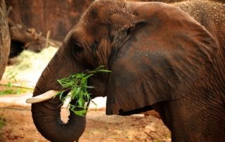 An elephant eating some grass