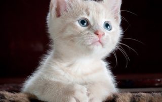photo of a cute white kitten